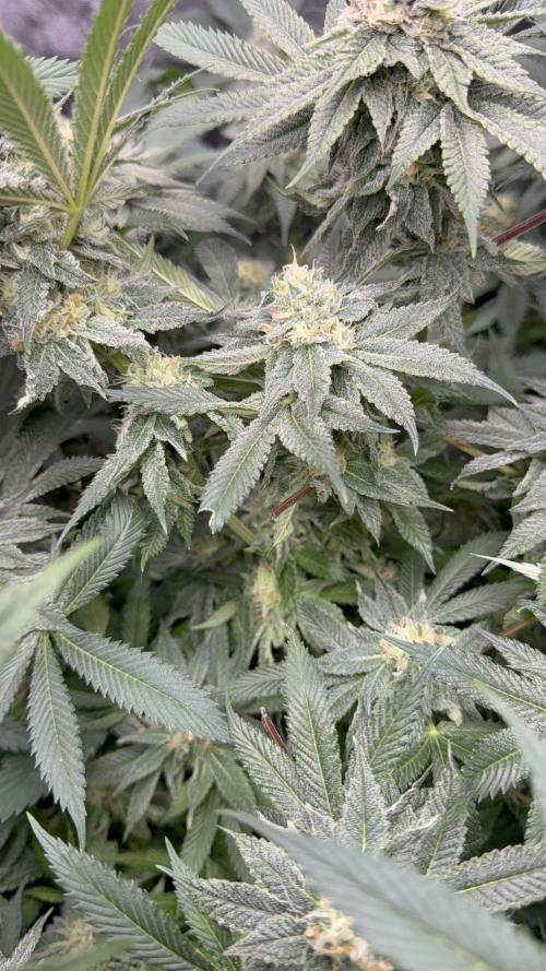 Melony. Week 14