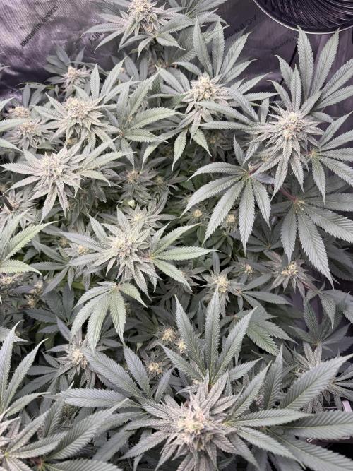 Melony. Week 14