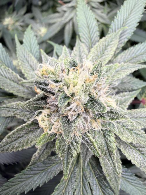 Melony. Week 14