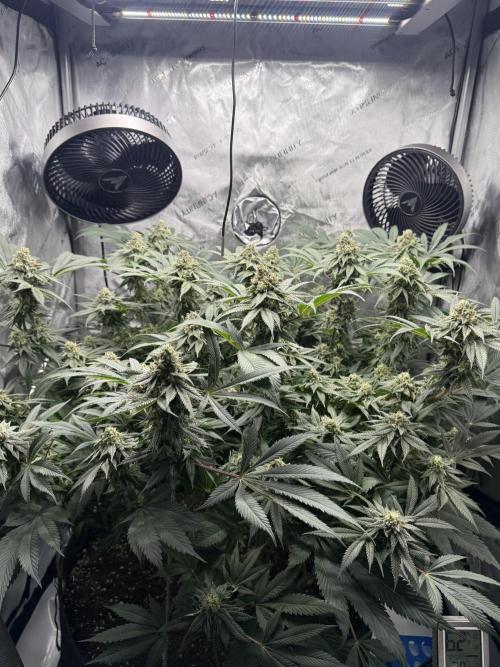 Melony. Week 15
