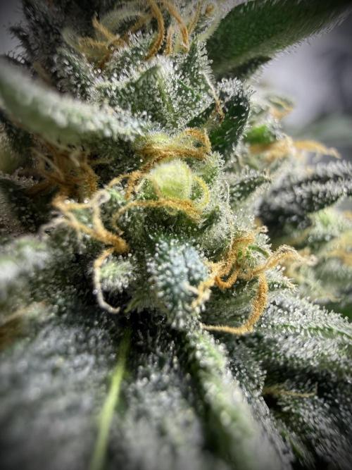 Melony. Week 15