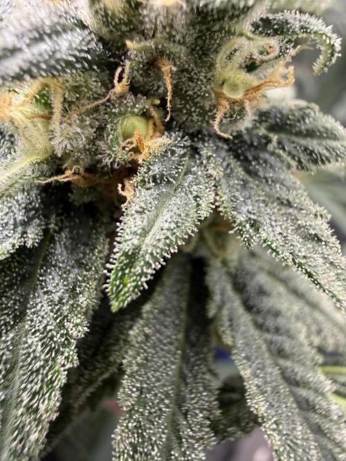 Melony. Week 15