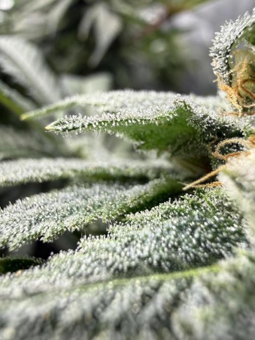 Melony. Week 15