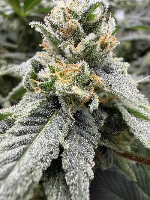 Melony. Week 15