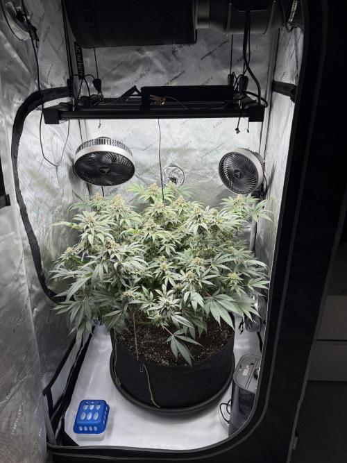 Melony. Week 16