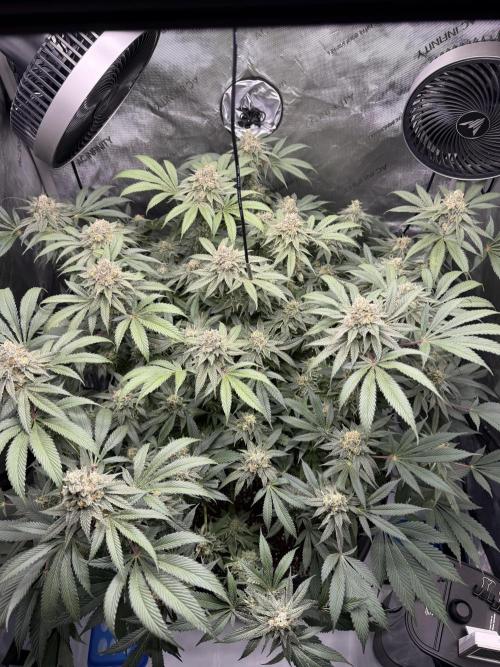 Melony. Week 16