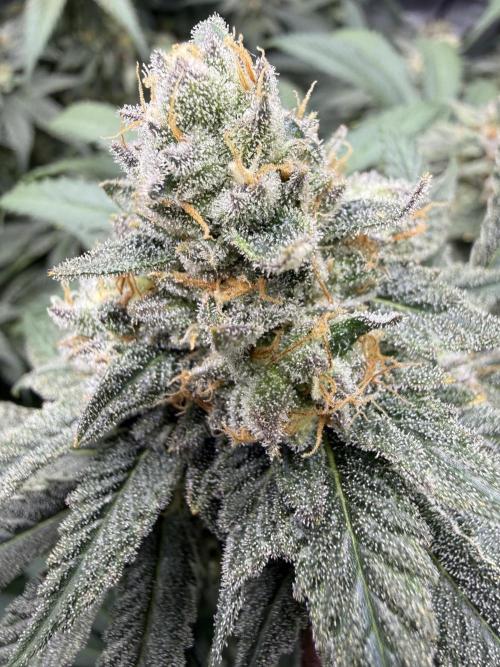 Melony. Week 16