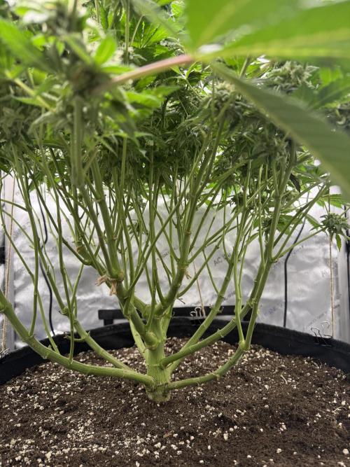 Melony. Week 16