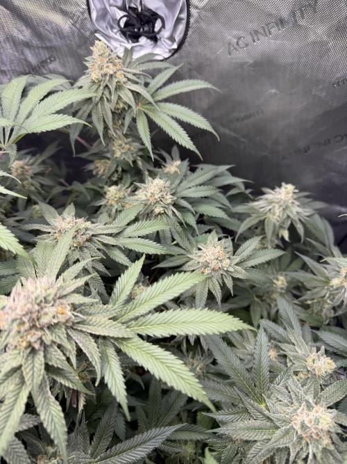 Melony. Week 16