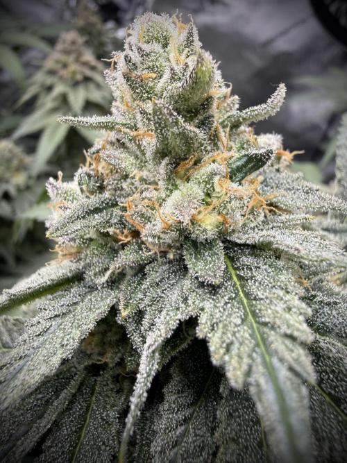 Melony. Week 16