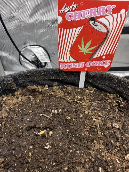 Cherry Kush. Week 0