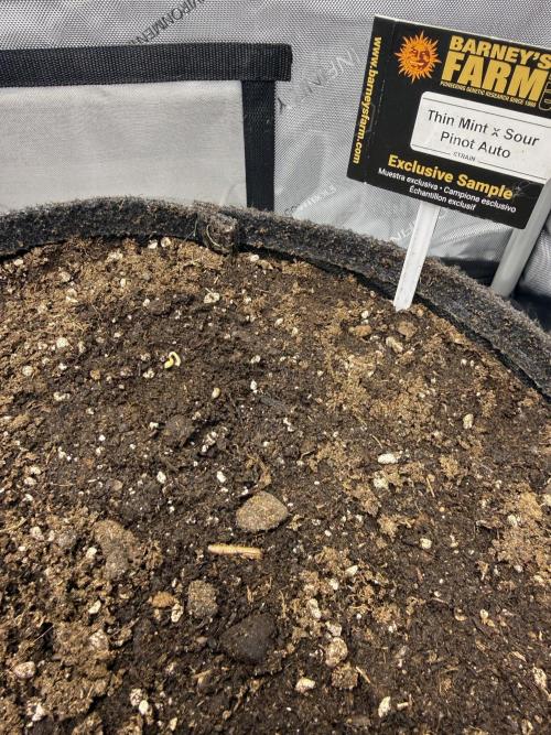 Thiny. Week 0