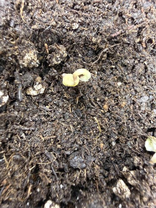 Thiny. Week 0