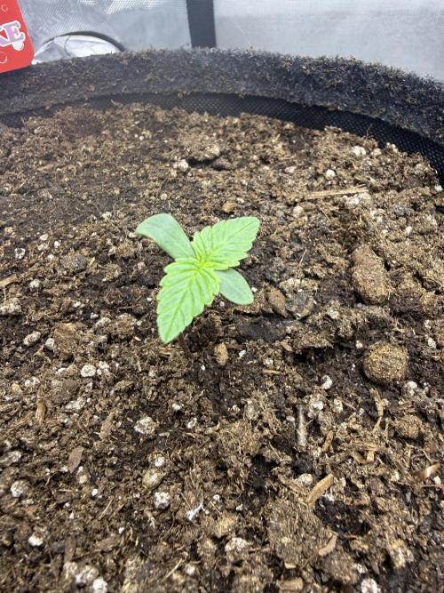Cherry Kush. Week 1
