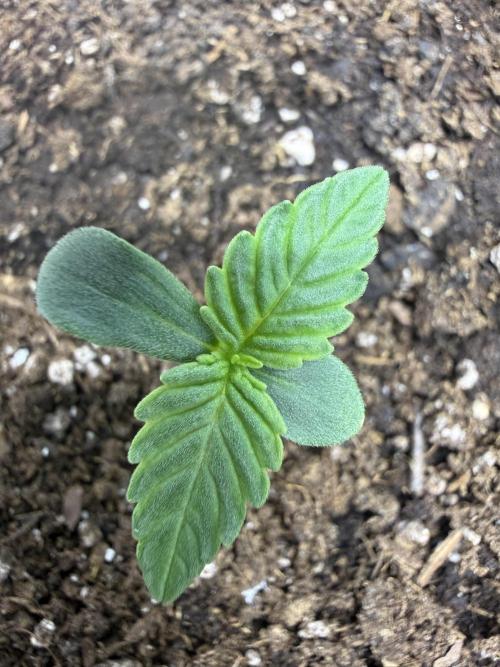 Cherry Kush. Week 1