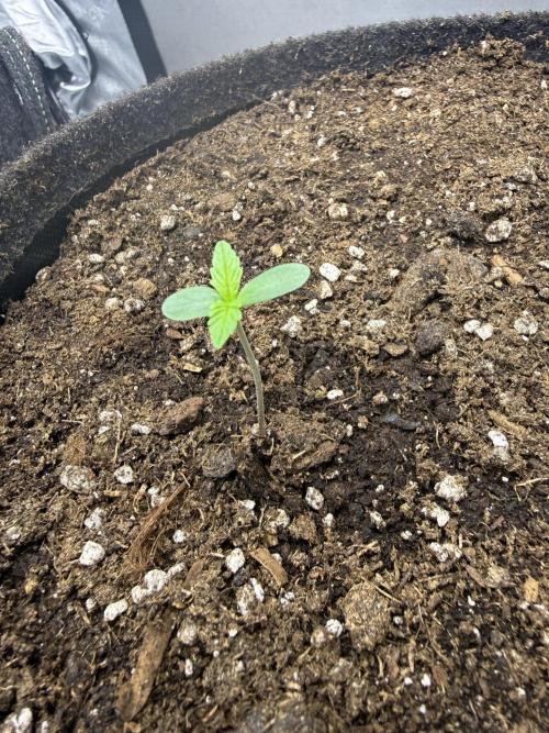 Thiny. Week 1