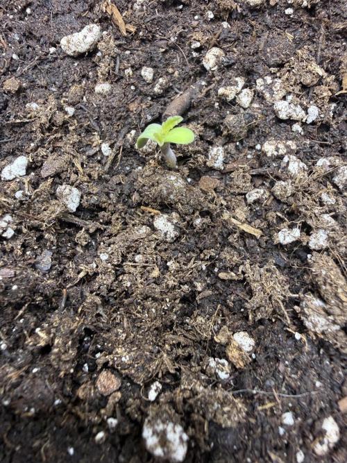 Lilly. Week 0