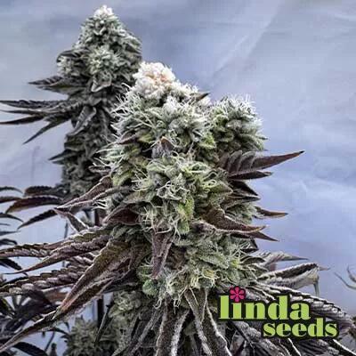 Cherry Kush. Week 0