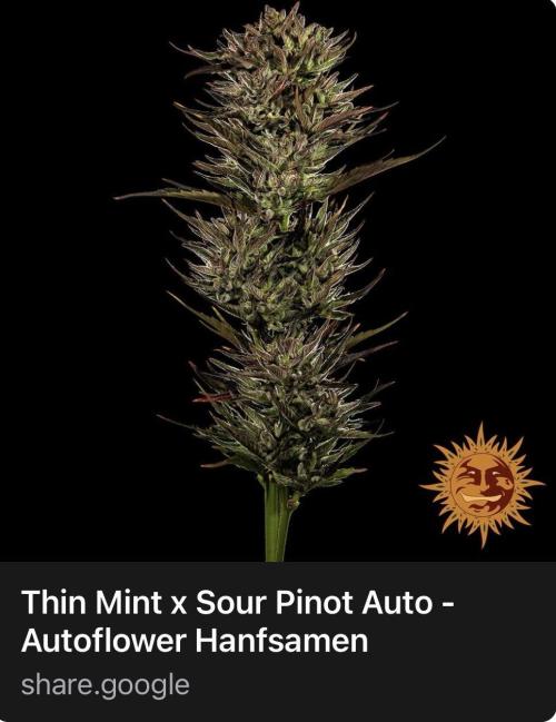 Thiny. Week 0