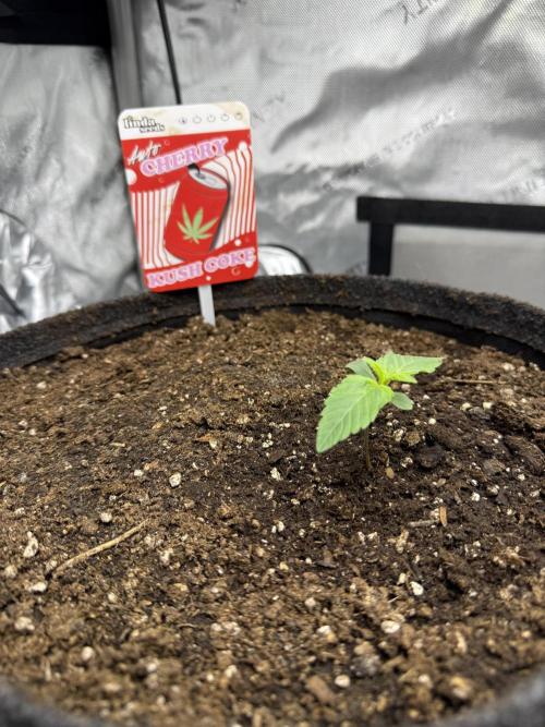 Cherry Kush. Week 2