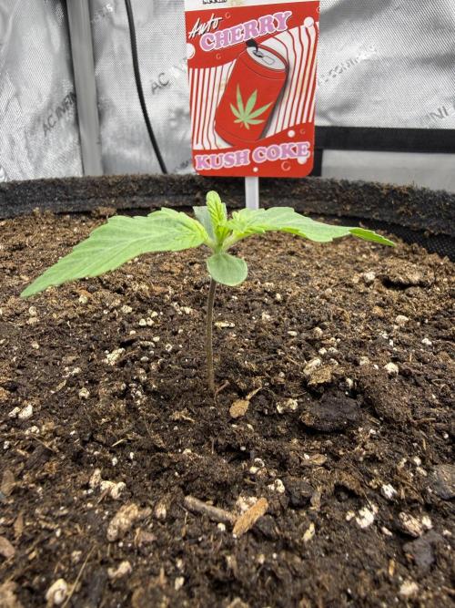 Cherry Kush. Week 2