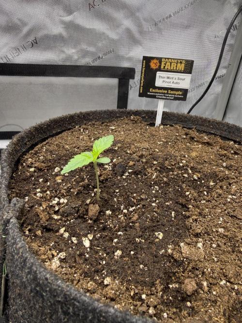 Thiny. Week 2