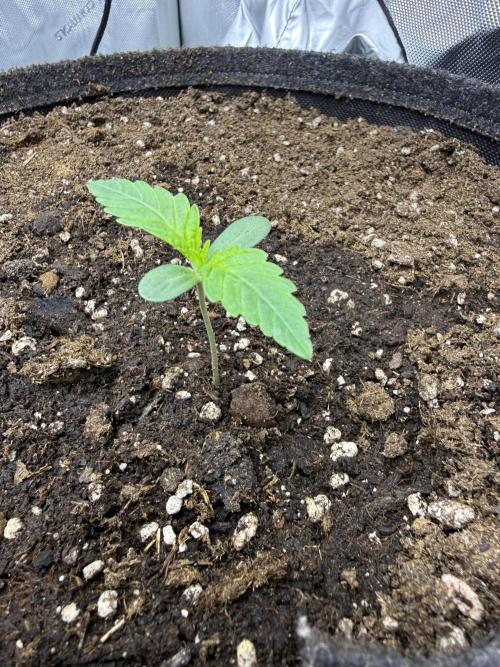 Cloudlab 733 Advance Grow Tent 3x3 (36 x 36 x 72). Week 2