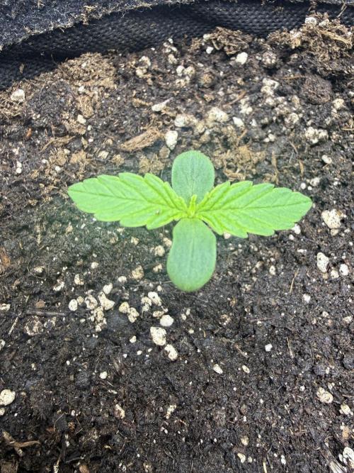 Lilly. Week 1