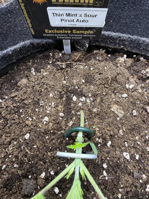 Thiny. Week 3