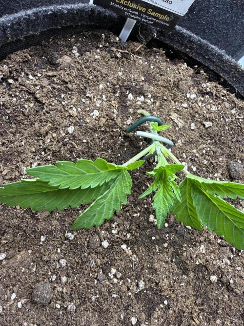 Thiny. Week 3