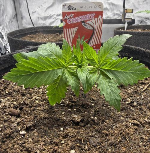 Cherry Kush. Week 3