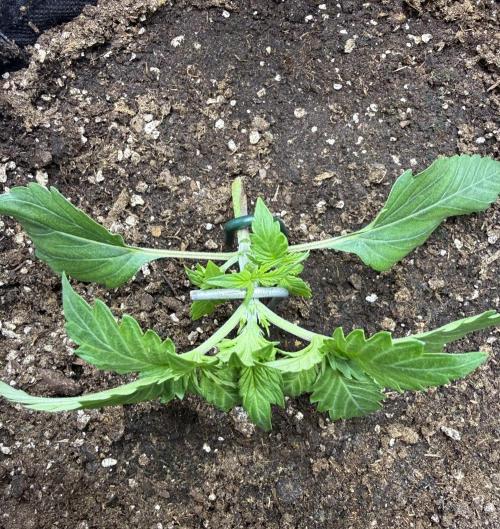 Cherry Kush. Week 3