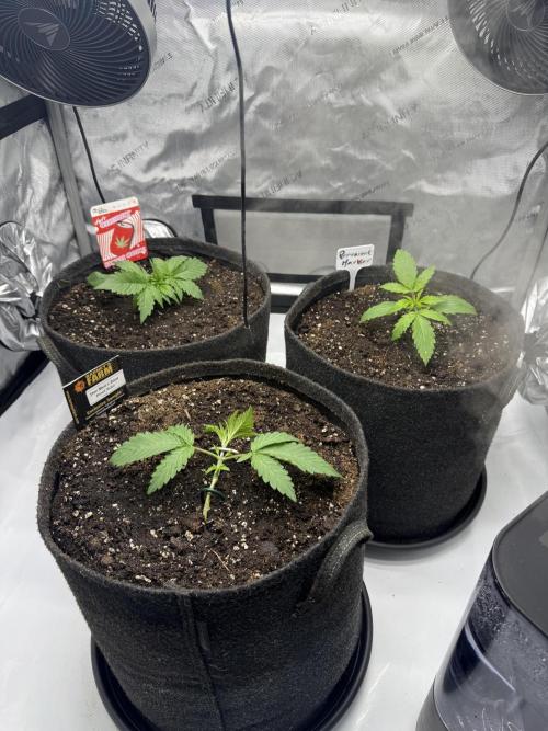 Thiny. Week 3