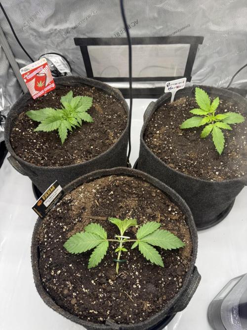 Cloudlab 733 Advance Grow Tent 3x3 (36 x 36 x 72). Week 3