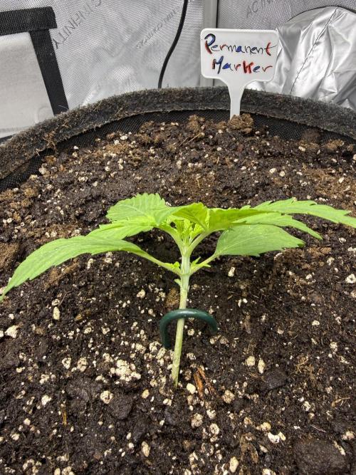 Lilly. Week 2