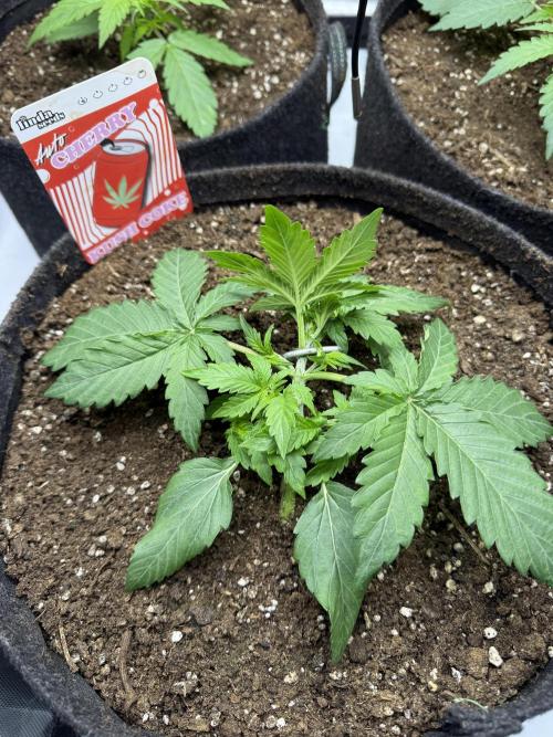 Cherry Kush. Week 3