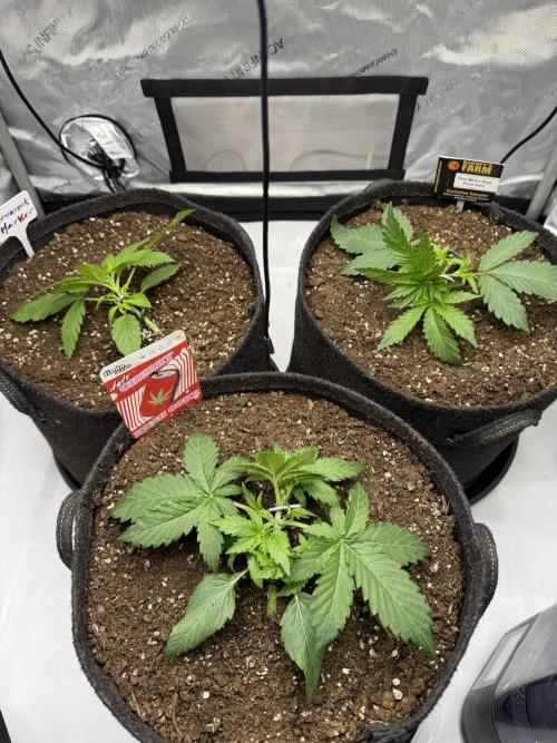 Cherry Kush. Week 3