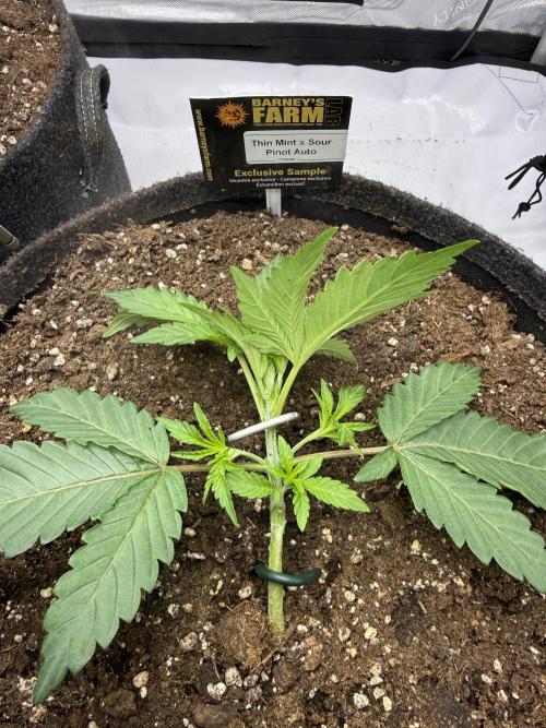 Thiny. Week 3