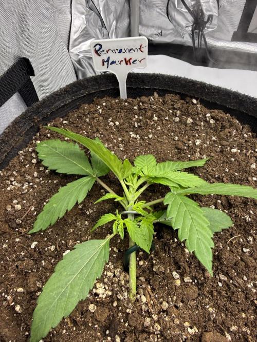 Lilly. Week 3