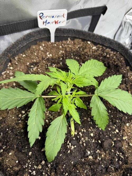 Lilly. Week 3