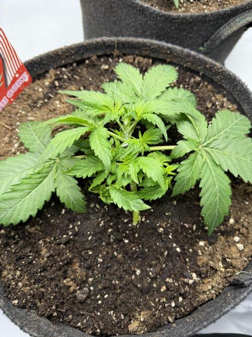 Cherry Kush. Week 3