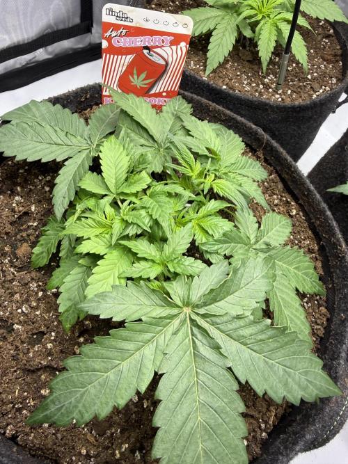 Cherry Kush. Week 4