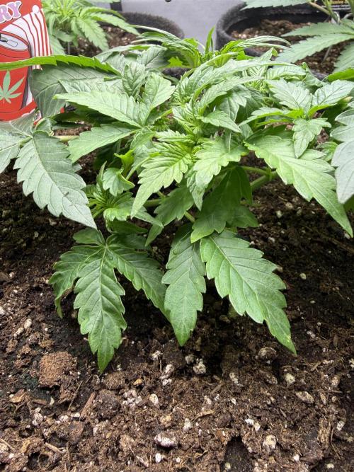 Cherry Kush. Week 4