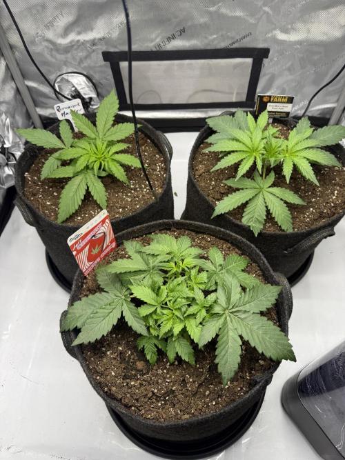 Cherry Kush. Week 4