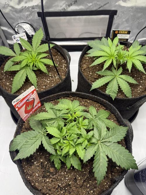 Auto Cherry Kush Coke. Week 4