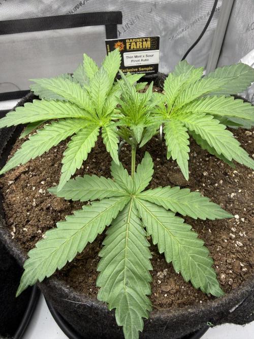 Thiny. Week 4