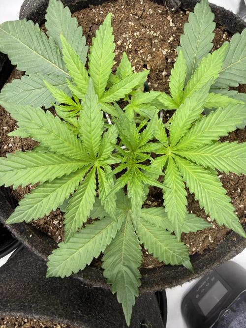 Thiny. Week 4