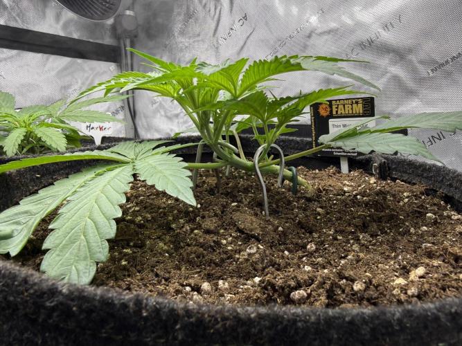 Cloudlab 733 Advance Grow Tent 3x3 (36 x 36 x 72). Week 4