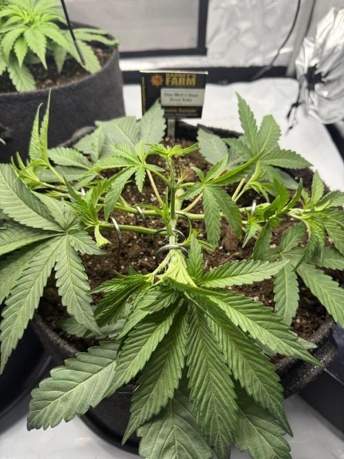 Thiny. Week 4
