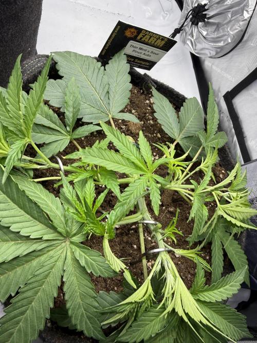 Thiny. Week 4